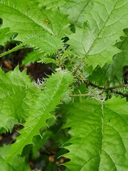 Urtica ferox