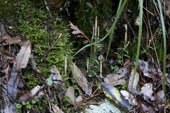 Pterostylis trullifolia
