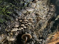 Micromphale arbuticola