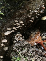 Micromphale arbuticola