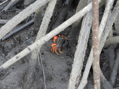 Goniopsis pulchra