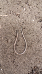 Anniella geronimensis