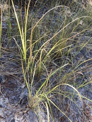 Diplachne fusca