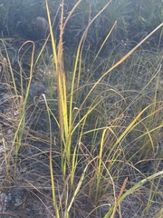 Diplachne fusca