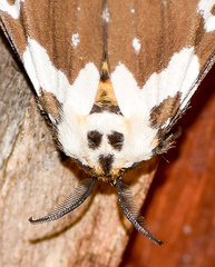 Lymantria atemeles
