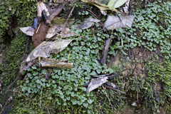 Pterostylis trullifolia