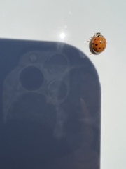 Harmonia axyridis