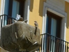 Passer domesticus