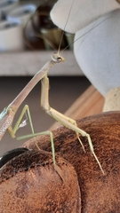 Archimantis