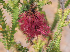 Melaleuca transversa