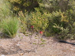 Melaleuca transversa