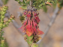 Melaleuca transversa