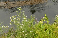 Symphyotrichum bracteolatum