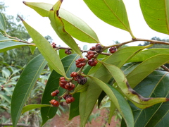 Glochidion hohenackeri