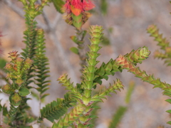 Melaleuca transversa