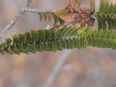 Melaleuca transversa