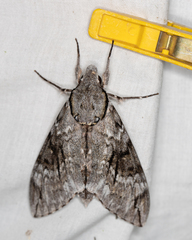 Psilogramma casuarinae