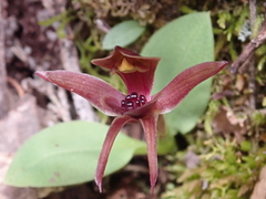 Chiloglottis grammata