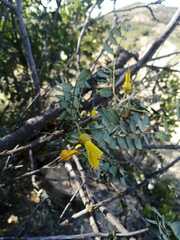 Sophora macrocarpa