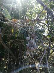 Sophora macrocarpa