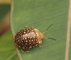 Paropsis ornata
