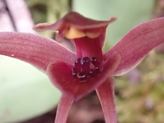 Chiloglottis grammata