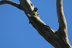 Falcunculus frontatus