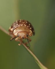 Paropsis ornata