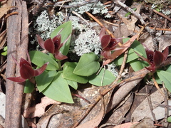 Chiloglottis grammata