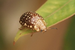 Paropsis ornata
