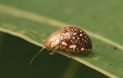 Paropsis ornata
