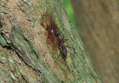 Camponotus lespesii
