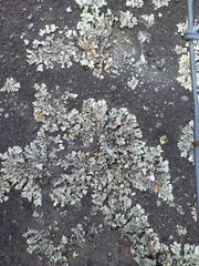 Xanthoparmelia scabrosa