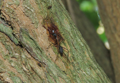 Camponotus lespesii
