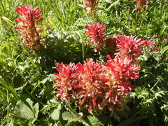 Pedicularis densiflora