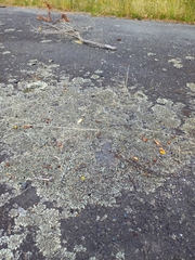 Xanthoparmelia scabrosa