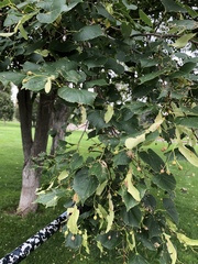 Tilia americana
