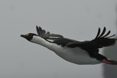 Leucocarbo georgianus