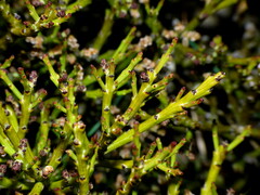 Exocarpos bidwillii