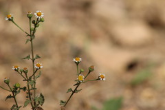 Perityle microglossa