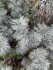 Artemisia arborescens