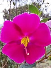 Andesanthus lepidotus