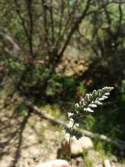 Cheilanthes hypoleuca