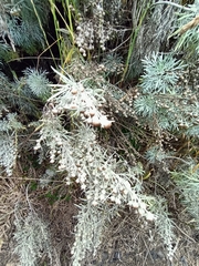 Artemisia arborescens