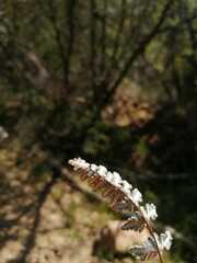 Cheilanthes hypoleuca