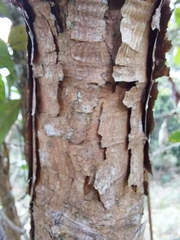 Andesanthus lepidotus