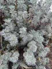 Artemisia arborescens