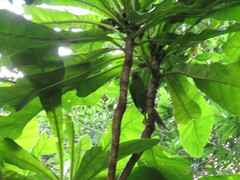 Cyanoramphus cookii