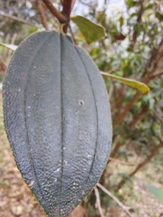 Andesanthus lepidotus