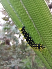 Leucanella viridescens
